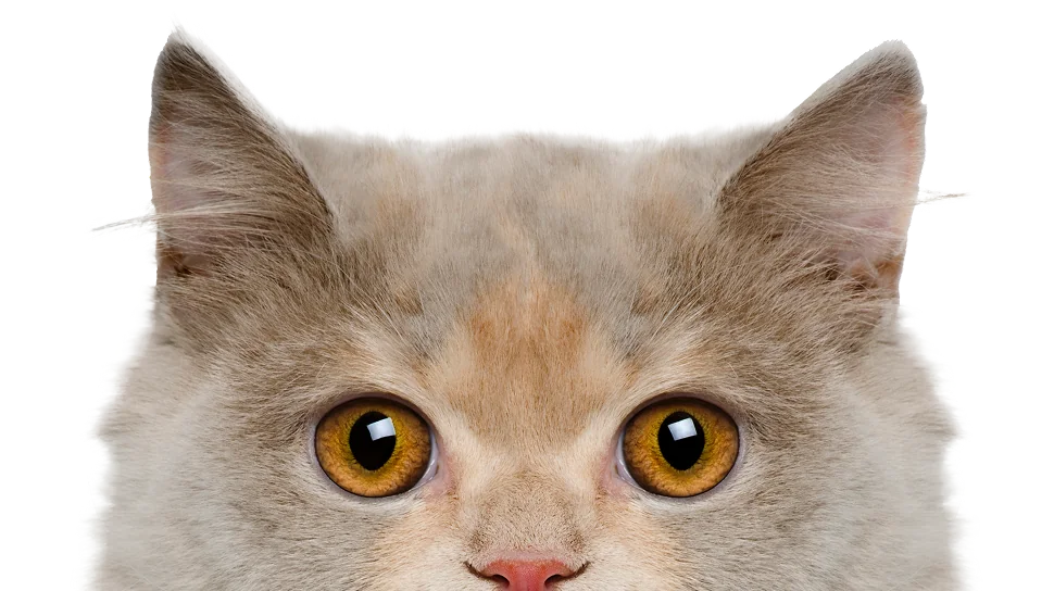 imagen de mascota gatuna