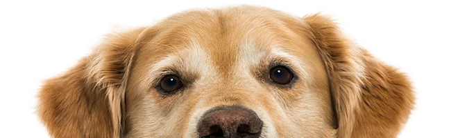 imagen de mascota perruna
